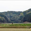 [10-02] 일본 규슈 사가현 가라츠 & 우레시노 올레 답사 여행 (가라츠 올레 - 구시미치~나고야성터 ) 이미지