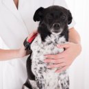 하슬라동물병원 이미지