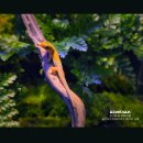 아쿠아데이 이미지