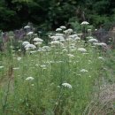 당근 Daucus carota L. subsp. sativus (Hoffm.) Arcang. 이미지