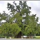 두곡리 은행나무 이미지