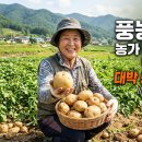 고향풍년 | [6시내고향-후기] 풍년을 기원하는 감자, '풍농감자'의 모든 것! 농가 소득의 혁신적 대안이자 K-푸드의...