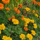 메리골드 이미지