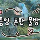 흔한물방