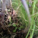 화분기록(25.4.24) 이미지