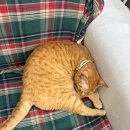 냥카페,루브 | 안산고양이카페 고양이를 좋아하는 집사가 방문한 냥카페루브 후기