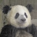 데아우