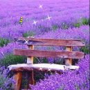 발 건강 이미지