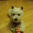 금산 캔넬 이미지