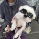 아프지말게 동물병원 | 슬개골 3기 수술 후기. 인천 소래동물병원