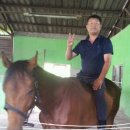 필애견훈련학교 이미지