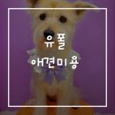 유폴 평택지제역점 | [평택] 애견미용 유폴 평택지제역점 목욕 체험후기