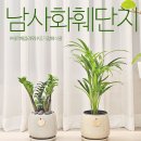 천덕산로 | 용인 남사화훼단지 공기정화식물 후기 여인초 보석금전수 아레카야자 키우기