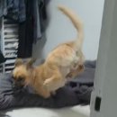 언제든짐 | 겨울엔,, 칼든 강도와 박동그라미의 노래를,,,