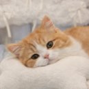 판교 P&P 동물병원 이미지