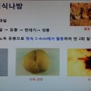 복숭아 해충 발생 및 방제 이미지