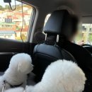 부산펫렛펫택시 이미지