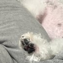 피개행개 이미지