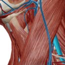 천세봉한의원 이미지