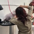 몽실몽실애견미용 이미지