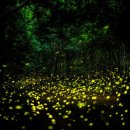 반딧불이 이미지