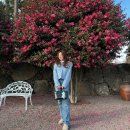 삼달리-15 | 제주 동쪽 성산 가볼만한곳 동백꽃 명소 삼달리꽃밭에서 포토존 개화