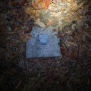 GS25 금천태양점 | 국사지맥 2구간(성황당고개~금천&amp;내성천합수점) 34.46km