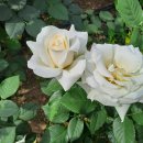 순수 순결의 - 하얀 장미꽃 2 이미지