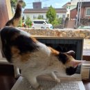 남원읍-41 | 온유제, 제주 감성 카페에서 찾은 망고 케이크