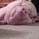 핑크돼지 이미지