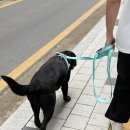 도그뷰티 | 대형견 산책 난이도 확 낮아진 강아지하네스추천 하웃하네스 후기