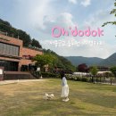 삼육사로25 | 서울 근교 동두천 대형 애견카페 오도독