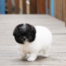 도그메종 이미지