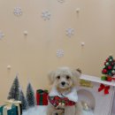 우리 펫 살롱 이미지