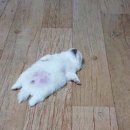 로데오 이미지