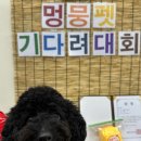 멍뭉펫 이미지