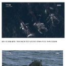 새끼 귀신고래를 구하려고 범고래들과 싸우는 협객, 혹등고래 이미지