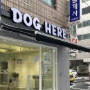 양평특수견 | 문래동애견미용 잘하는곳 도그히얼