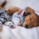 이쁜강아지 이미지