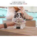 온천장고양이 이미지
