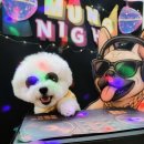 놀러오개 애견유치원 애견호텔 동대문점 이미지