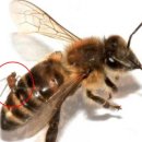 다니엘 양봉 이미지