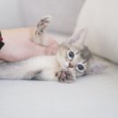 캣통령 잠실점 이미지