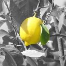 Lemon Tree 이미지