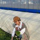 슈하우스 이미지