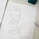 색연필로 그리는 꽃, 보태니컬 아트 | (초급)색연필로 그리는 보태니컬 아트 장미꽃 그리기