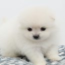 도그라이프 대구강아지분양 이미지