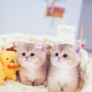 부산고양이분양 모나미네코 해운대본점 | 부산 고양이 분양샵 추천 - 부산고양이분양 모나미네코 해운대 본점 에서 분양을 받자♡