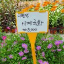 선영이꽃집