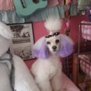 피카소 동물병원 미용 이미지